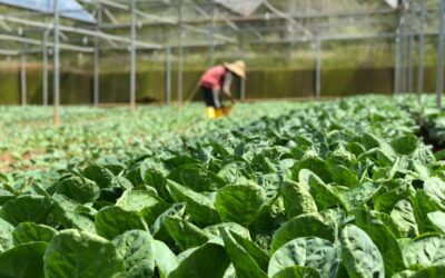 Supporting Local: How Sourcing Ingredients from Charleston’s Best Producers Enhances Your Dining Experience